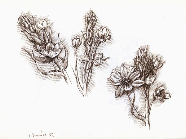 Зарисовки растений карандашом