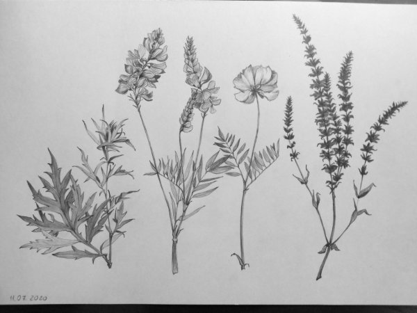 Рисунок травянистого растения карандашом
