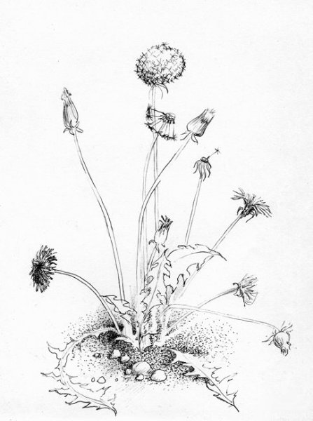 Зарисовки травянистых растений