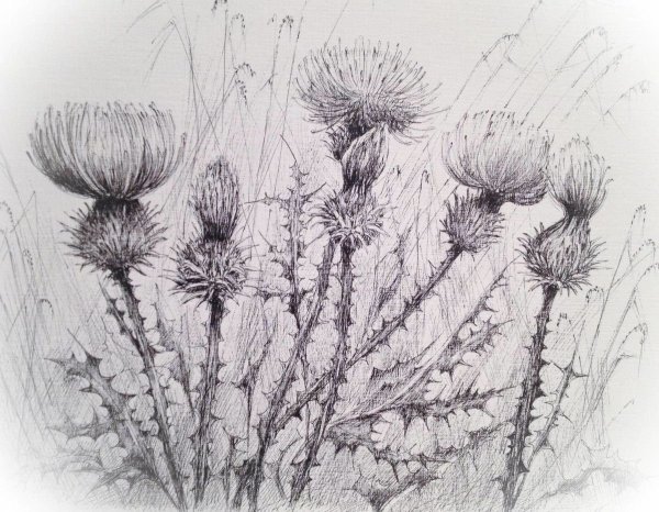 Чертополох контур