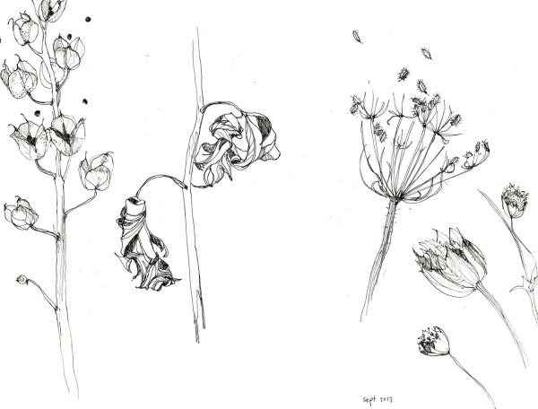 Серов Наброски растений