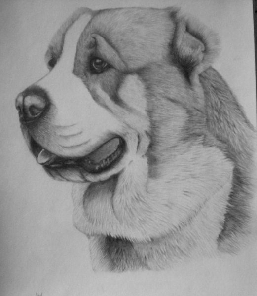 Рисунки алабаев