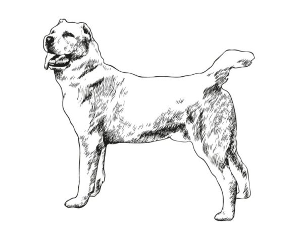 Среднеазиатская овчарка