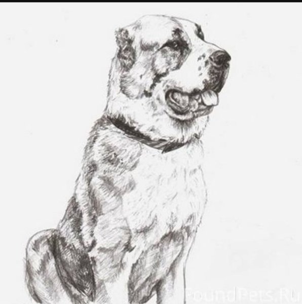 Среднеазиатская овчарка алабай рисунки