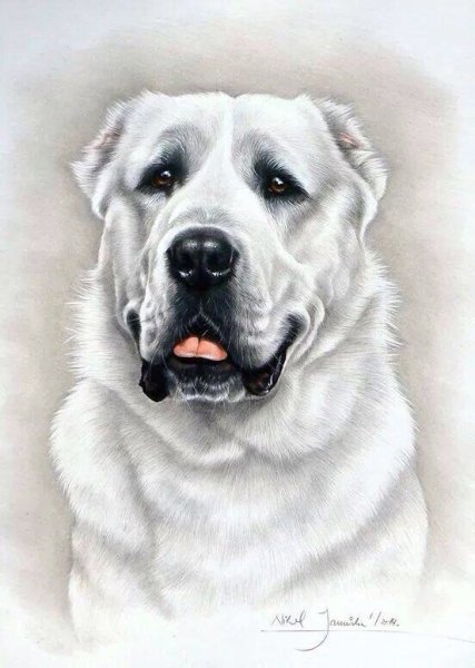 Среднеазиатская овчарка алабай для срисовки