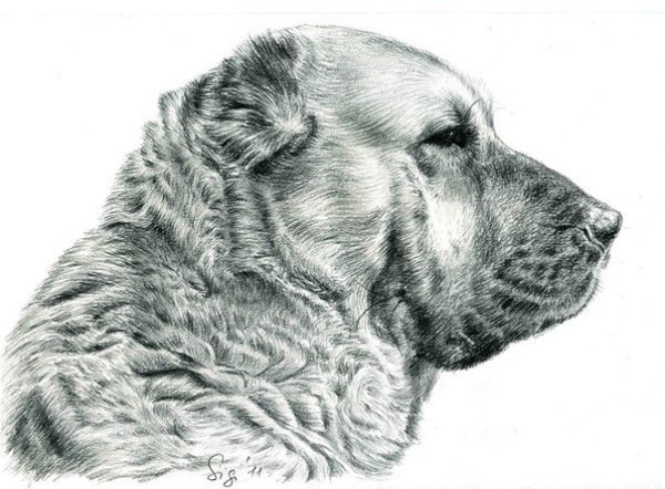 Алабай карандашом