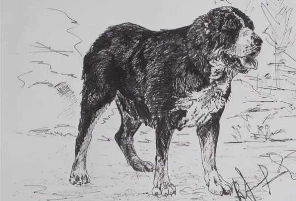 Английский мастиф раскраска