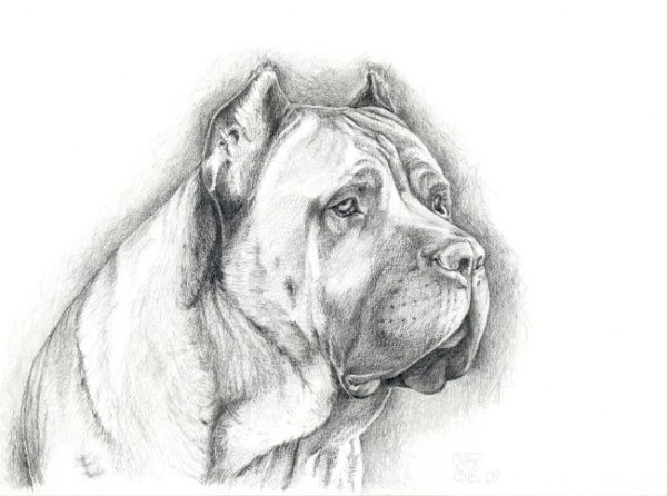 Среднеазиатская овчарка