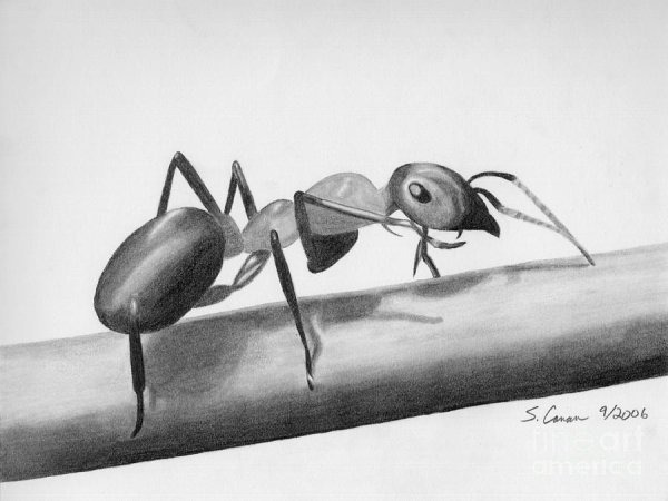 Муравей раскраска