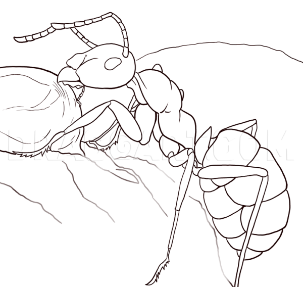 Муравей набросок