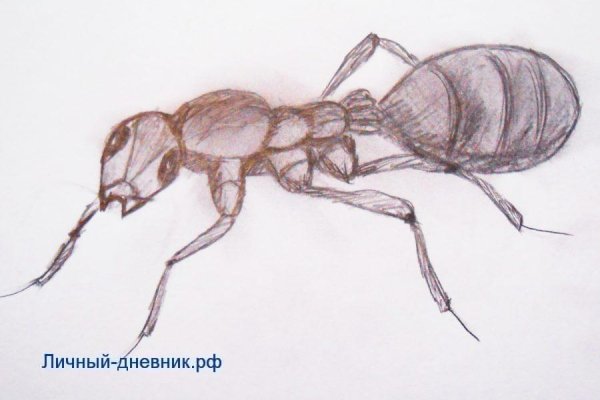 Муравьишка раскраска