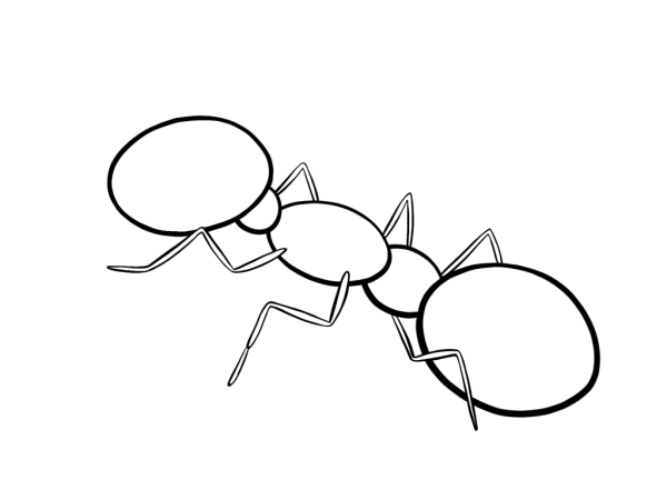 Раскраска муравей для детей 5-6 лет