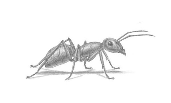 Нарисовать муравья