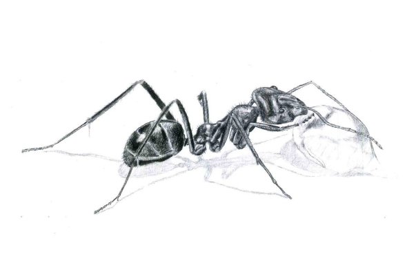 Рисунок муравья раскраска