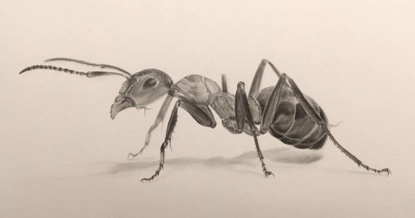 Муравей рисунок