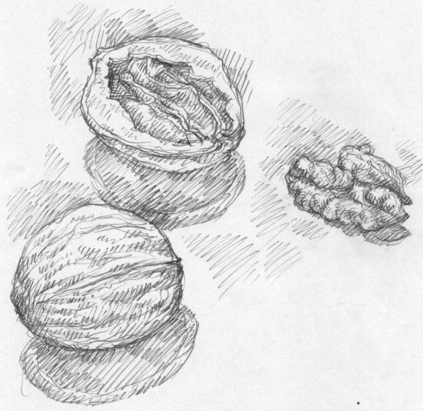 Орехи карандашом