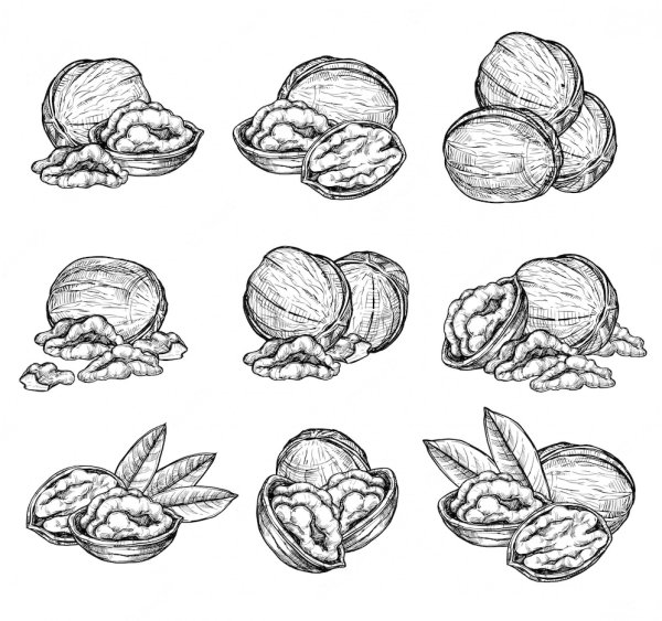 Орех раскраска