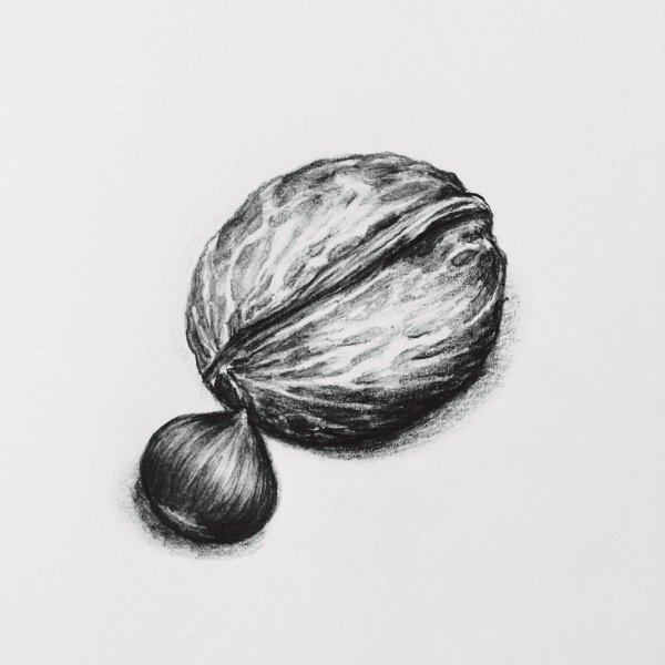 Скорлупа грецкого ореха скетч