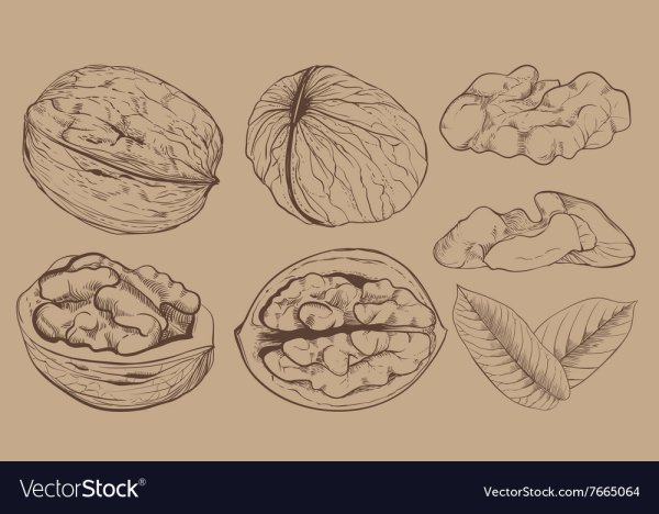 Грецкий орех раскраска для детей