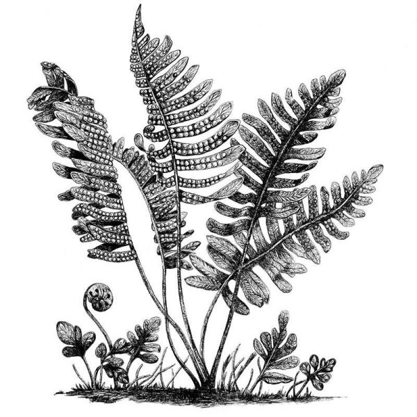 Щитовник контур