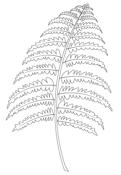 Папоротник Щитовник раскраска