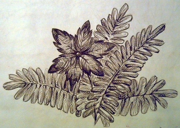 Папоротник рисунок