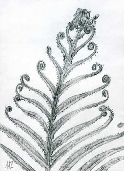 Папоротник Графика