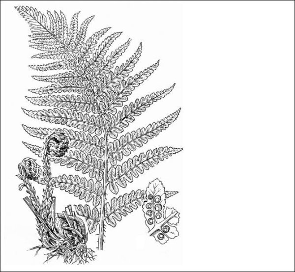 Хвощ папоротник Щитовник мужской