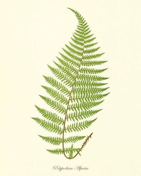 Папоротник рисунок ЕГЭ