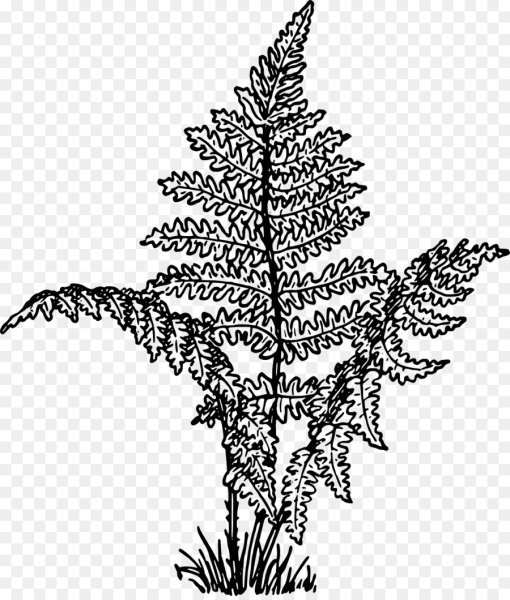 Папоротник Сканди