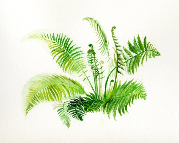 Блэкворк папоротник