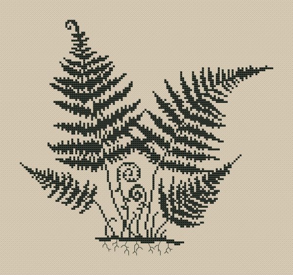 Сорус папоротника схема