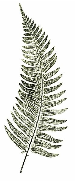 Офорт шшикина папоротники