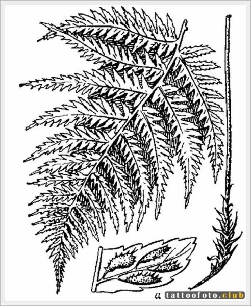 Папоротник раскраска