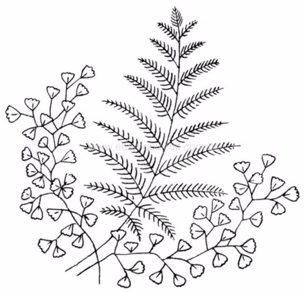 Папоротник для рисования