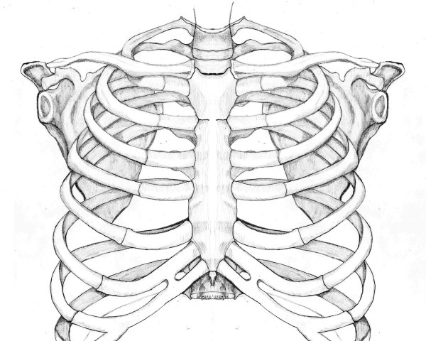 Скелет грудной клетки анатомия