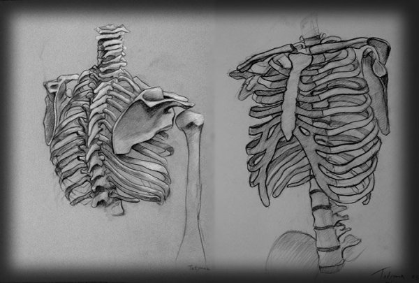 Скелет скетч
