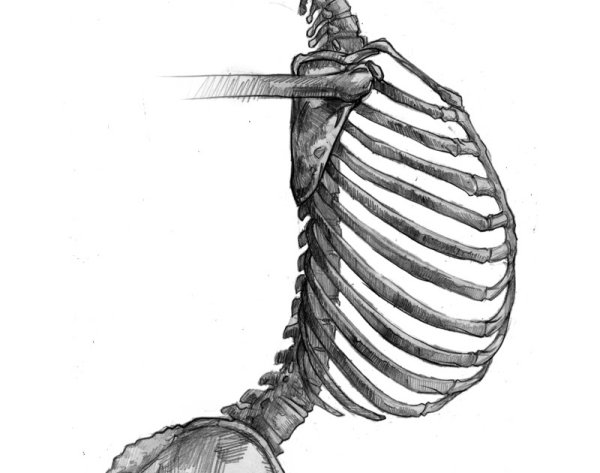 Анатомические ребра для рисования