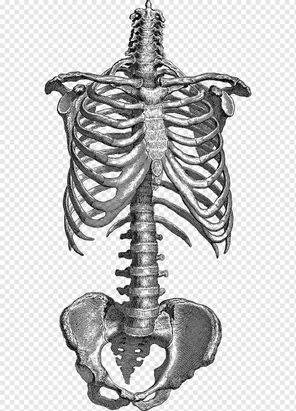 Скелет торс