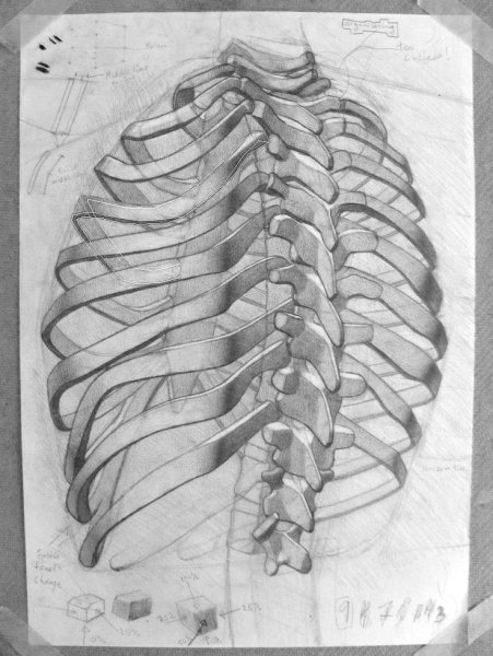 Скелет грудной клетки анатомия