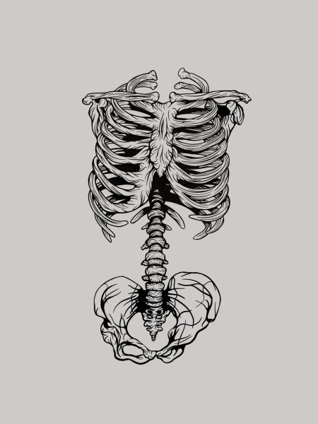 Скелет грудной клетки