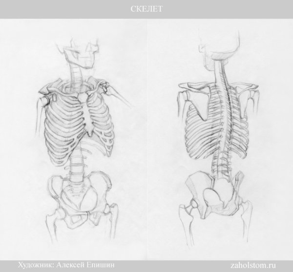 Скелет человека анатомия Грудина