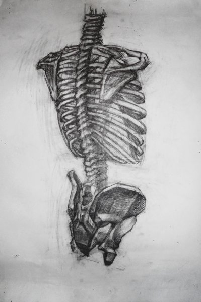 Анатомия грудной клетки: Грудина