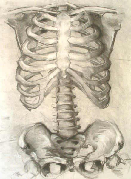 Ribcage Anatomy