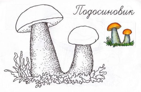 Подосиновик белый