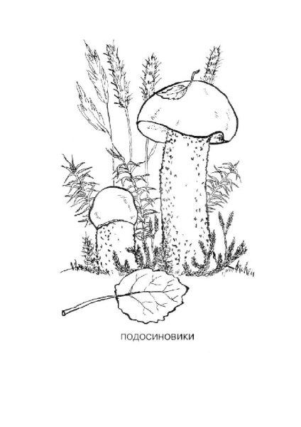 Подберезовик раскраска для детей