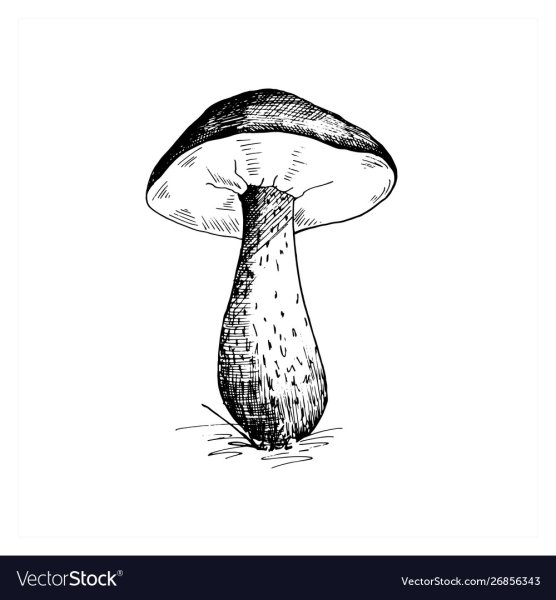 Гриб подосиновик раскраска для детей