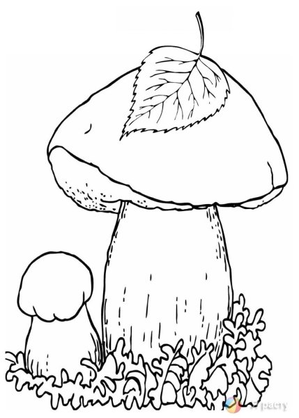 Подберезовик гриб рисунок карандашом