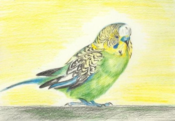 Раскраска волнистый попугайчик