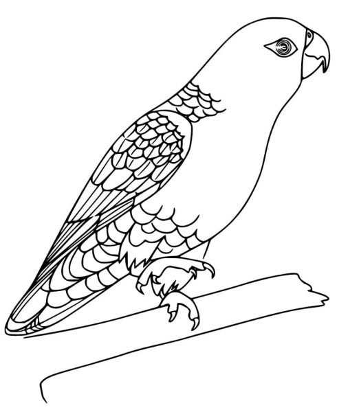 Попугай карандашом